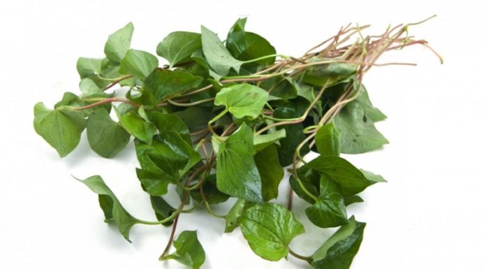 Rau diếp cá trị mỏi mắt